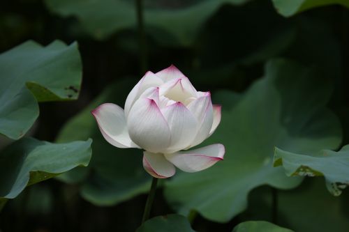 Gėlė, Lotosas, Taivanas
