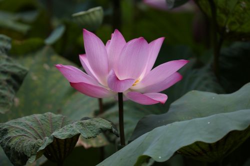 Gėlė, Lotosas, Taivanas