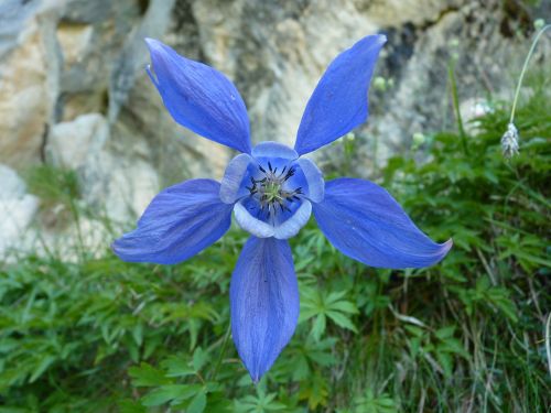 Gėlė, Flora, Kalnas, Botanika, Mėlynas, Alpės, Vanoise, Augalas, Laukinė Gėlė