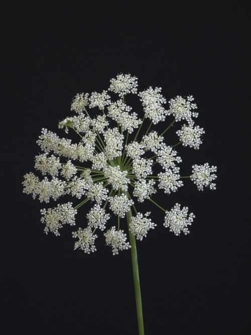 Gėlė, Umbellifer, Balta, Gamta, Augalas