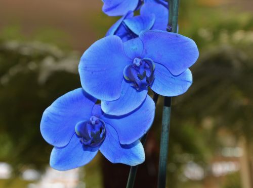 Gėlė, Orchidinis Mėlynas, Orchidėja, Žydėjimas, Augalai, Dovanos, Pasiūlymas