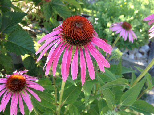 Gėlė, Echinacea, Violetinė