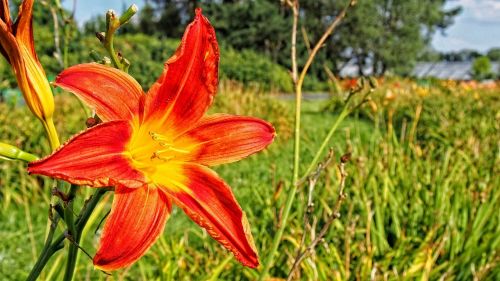 Gėlė, Žydi, Daylilies, Pavasaris, Gamta, Augalas, Sodo Augalai, Sodininkystė, Delikatesas