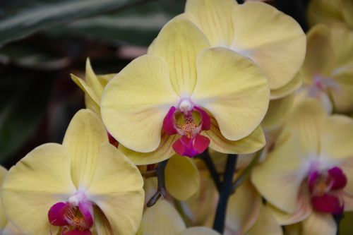 Gėlė, Geltona Orchidėja, Dovanos, Pasiūlymas, Gėlės Orchidėjų, Orchidaceae, Botanika, Flora