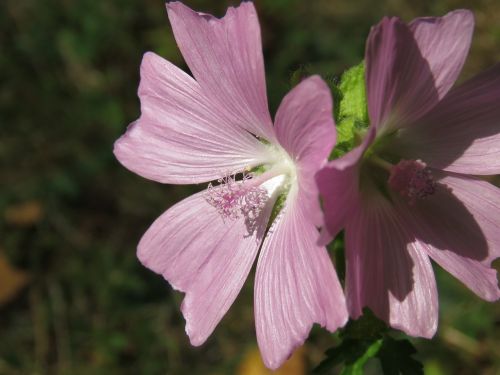 Gėlė, Augalas, Gamta, Laukinis Augalas, Laukinės Gėlės, Violetinė, Purpurinės Gėlės, Vasara, Violetinė