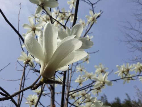 Gėlė, Guangyuan, Kinija