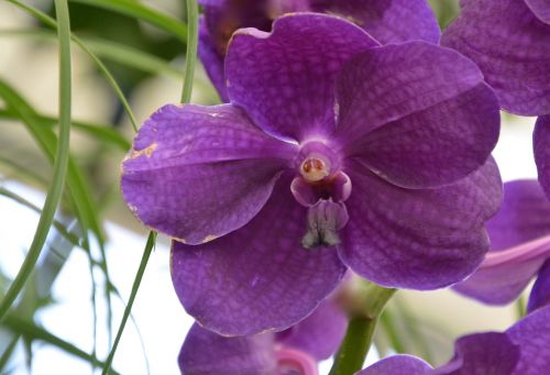Gėlė, Orchidėja, Violetinė, Augalas, Žydėjimas, Gamta, Egzotiškas, Dovanų Pasiūlymas