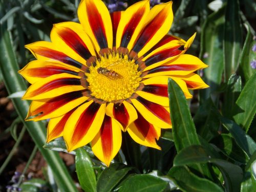 Gėlė, Vabzdys, Hoverfly, Vasara, Gamta