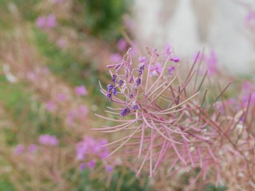 Gėlė, Violetinė, Rožinis, Augalas