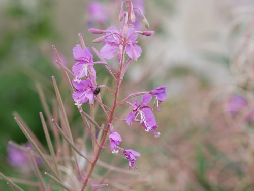 Gėlė, Violetinė, Augalai