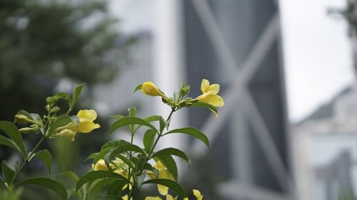 Gėlė, Lapai, Kinijos Bokšto Bankas, Honkongas