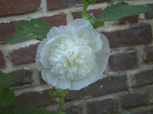 Gėlė, Hollyhock, Alcea Rosea, Siena, Plyta, Balta