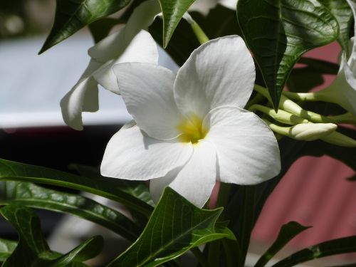 Gėlė, Balta Gėlė, Amaryllis, Flora, Sala