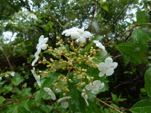 Gėlė, Balta, Viburnum, Gamta