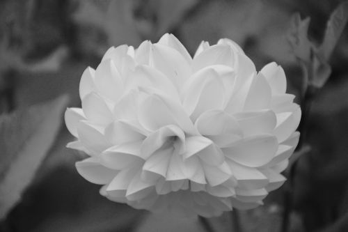 Gėlė, Balta, Nuotrauka Juoda Balta, Gamta, Puokštė