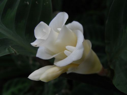 Gėlė, Balta, Žydėti