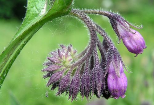 Gėlė, Žydėti, Violetinė