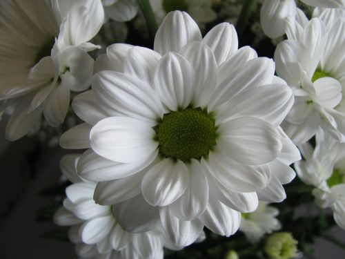 Gėlė, Balta, Žiedlapiai