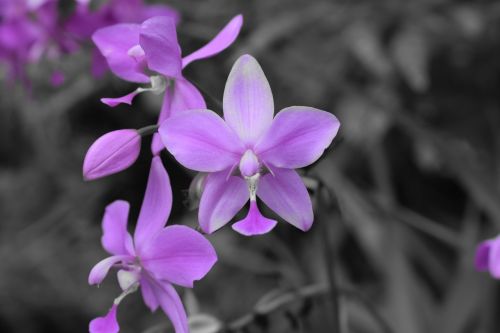 Gėlė, Gamta, Botanikos, Nikon, Selectivecolor