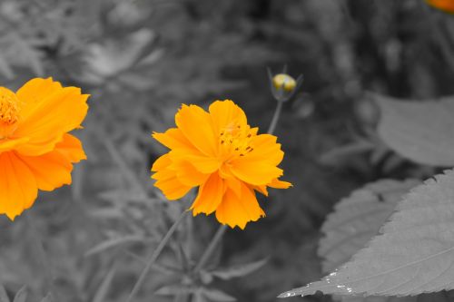 Gėlė, Gamta, Botanikos, Nikon