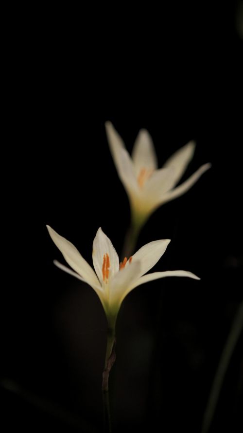 Gėlė, Juoda Ir Balta, Indija