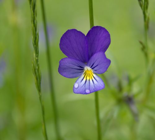 Gėlė, Vasara, Lauko Gėlės, Graži Gėlė, Makro, Gėlės, Violetinė