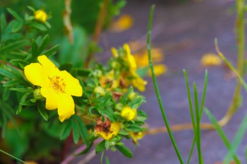 Gėlė, Wildflower, Ruduo, Geltona