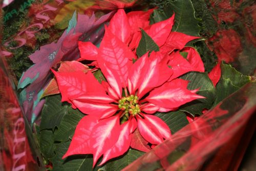 Gėlė, Raudona, Poinsettia, Kalėdos, Raudona Gėlė, Gamta