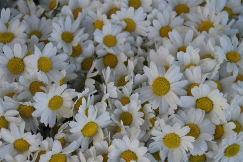 Gėlė, Daisy, Baltos Dainos