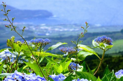 Gėlė, Dangus, Azores