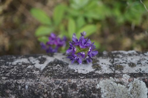 Gėlė, Akmuo, Siena, Violetinė, Makro, Uždaryti