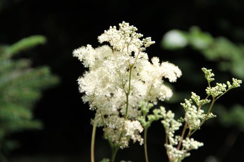 Gėlė, Balta, Vasaros Gėlė, Meadowsweet