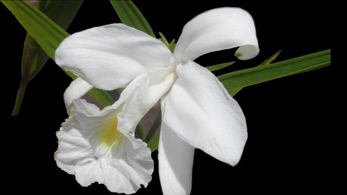 Gėlė, Balta Orchidėja, Gėlės, Sodas, Pavasaris, Augalas, Orquidea