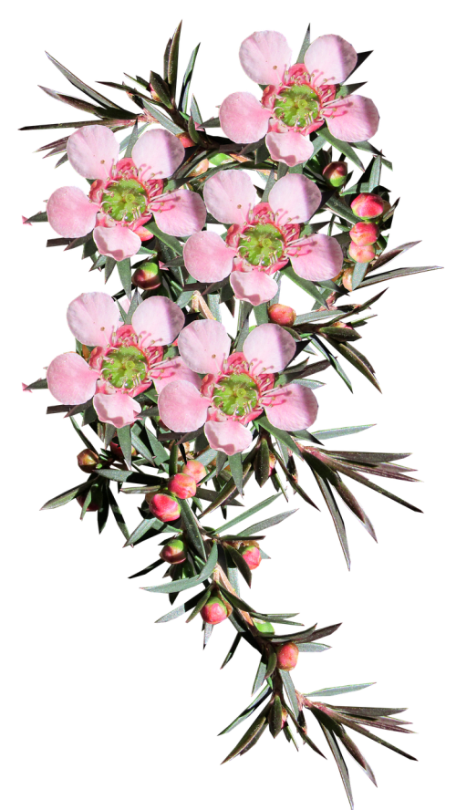 Gėlė, Arbatos Medis, Gimtoji, Australian