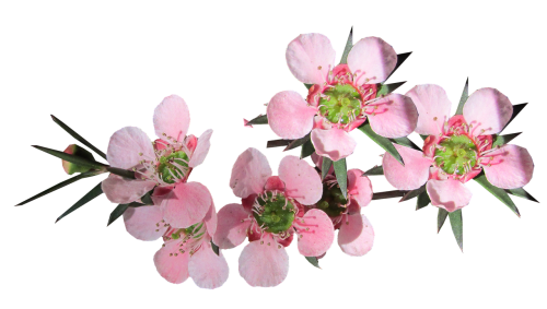 Gėlė, Rožinis, Arbatos Medis, Australijos Gimtoji