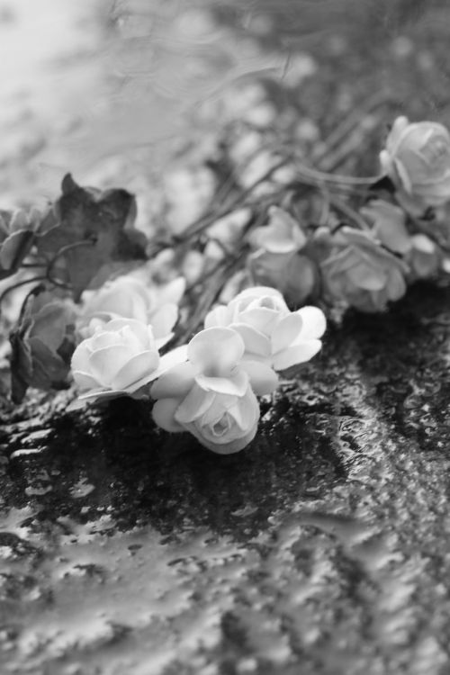 Gėlė, Miniatiūrinė, Rožės, Juoda Ir Balta