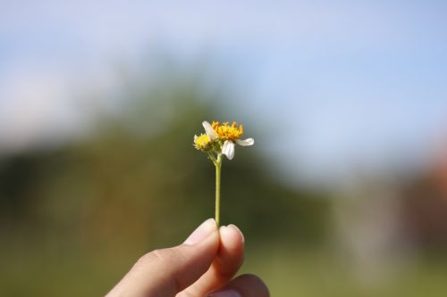 Gėlė, Fotografija, Gamta