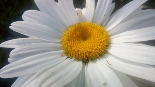 Gėlė, Gamta, Balta Geltona