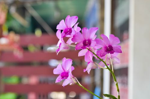 Gėlė, Orchidėja, Natūralus, Atsipalaiduoti