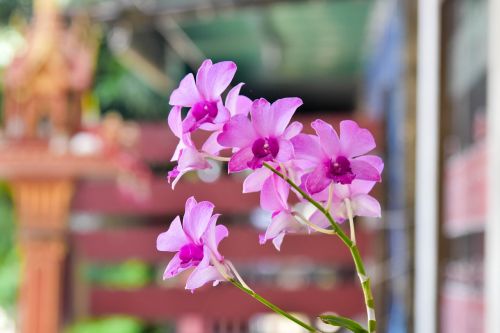 Gėlė, Orchidėja, Natūralus, Atsipalaiduoti