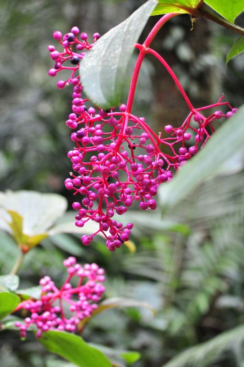 Gėlė, Uogos, Augalai, Kinabalu