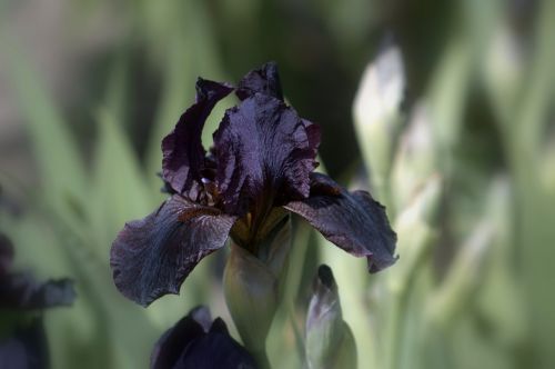 Gėlė, Žydėti, Iris