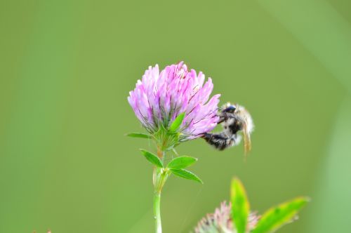 Gėlė, Žiedas, Žydėti, Hummel, Vabzdys, Gamta