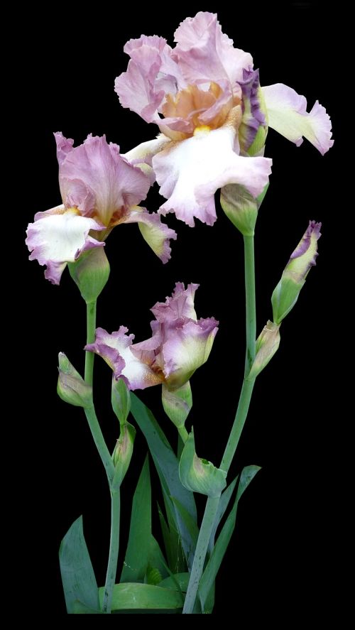 Gėlė, Iris, Violetinė, Rožinis