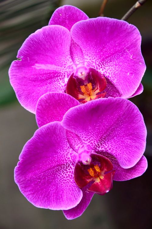 Gėlė, Phalaenopsis Orchidaceae, Violetinė, Augalas