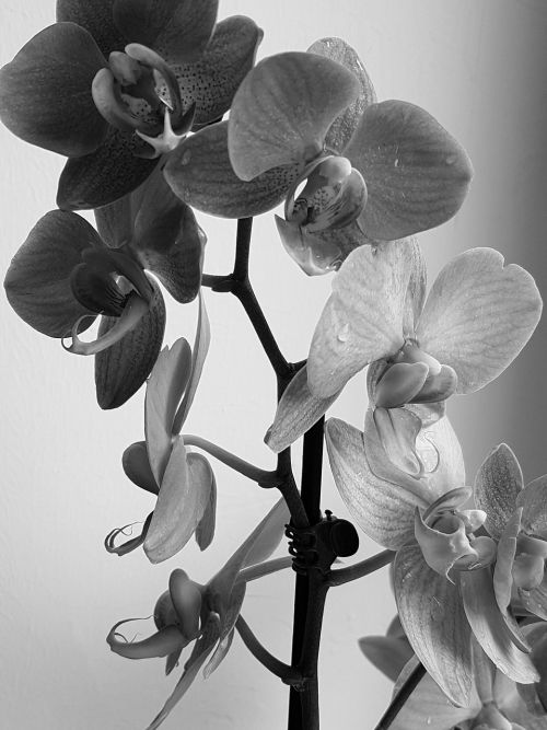 Gėlė, Orchidėja, Juoda Ir Balta, Augalas, Gėlės