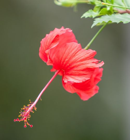 Gėlė, Hibiscus Gėlė, Tropiniai Augalai, Sodas, Townsville Regionas