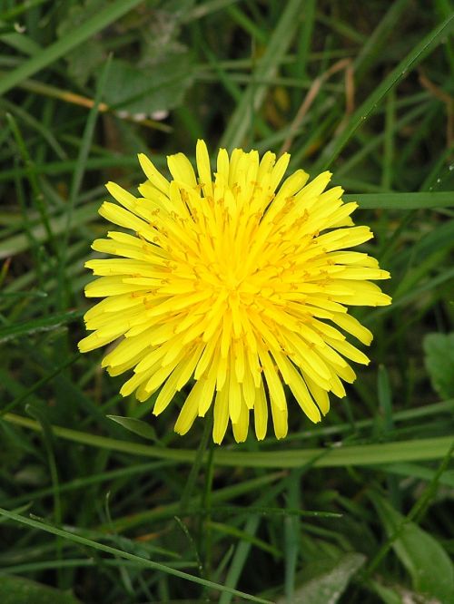 Gėlė, Sodas, Žiedas, Žydėti, Gėlių Sodas, Augalas, Flora, Žydėti, Gamta, Sode, Gražus, Geltona