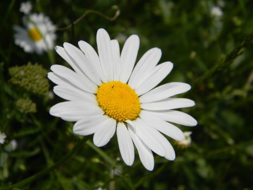 Gėlė, Daisy, Balta, Gamta, Augalas