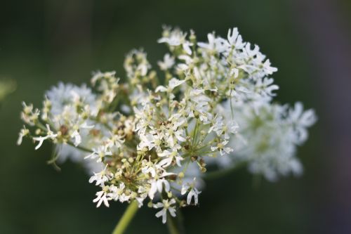 Gėlė, Gamta, Flora, Lapai, Lauke, Vasara, Sezonas